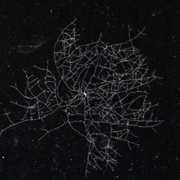 Ville Lumière © Corpus Films